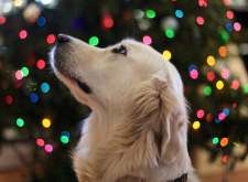 Will you buy your pet a gift for the holidays? 
